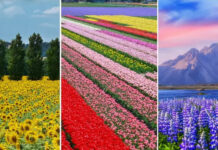 Top 10 Most Beautiful Flower Fields in the World