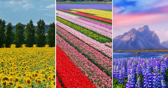 Top 10 Most Beautiful Flower Fields in the World