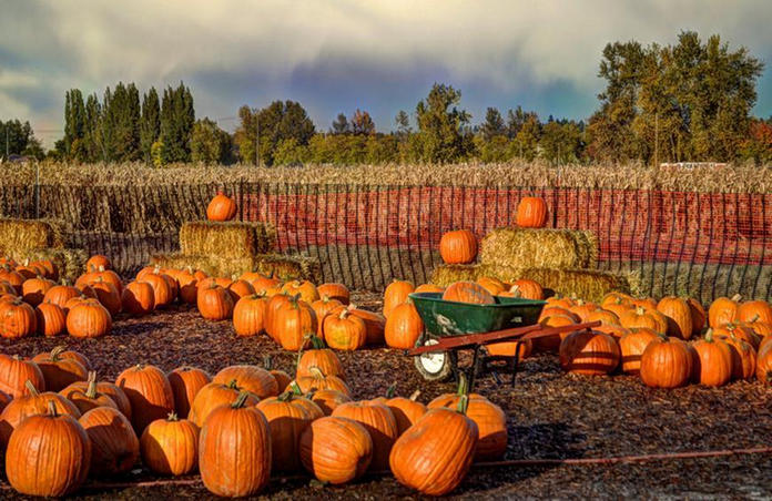The 10 Best Pumpkin Festivals in the USA | Earthology365 | Page 3