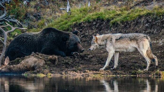 Once-In-A-Lefetime Photo Of Grizzly Bear And A Wolf Facing Off Capruted In America