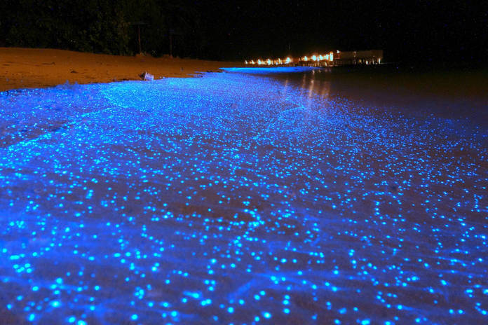 sea of stars maldives real