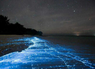 6 Incredible Places in the World where the Sea Glows
