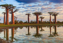 9 of the World’s Most Unusual Trees