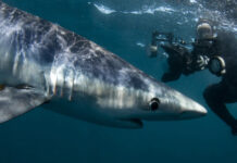 10 Best Places to Swim with Sharks