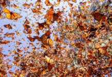 10 Most Beautiful Natural Phenomena In The World