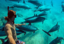 Best Places to Swim and Dive with Dolphins