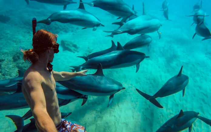 Best Places to Swim and Dive with Dolphins