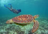 Best Places in the World to Swim with Sea Turtles
