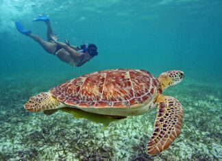 Best Places in the World to Swim with Sea Turtles