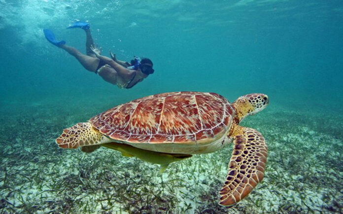 Best Places in the World to Swim with Sea Turtles