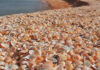 7 of the Best Beaches in the World to Find Seashells