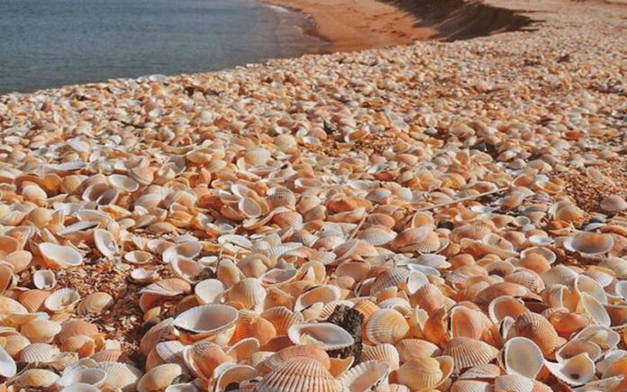 7 of the Best Beaches in the World to Find Seashells