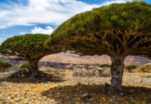 10 Unique Things to do in Socotra
