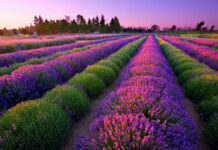 Most Colorful Places in the USA