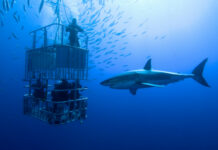 10 Places in the World Infested with Sharks