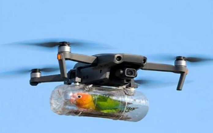 Top 10 Times People Went Above and Beyond for Their Pets